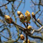 Als der Frühling begann