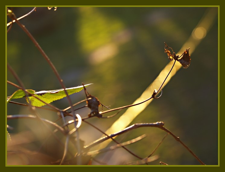 als der Frühling heimlich