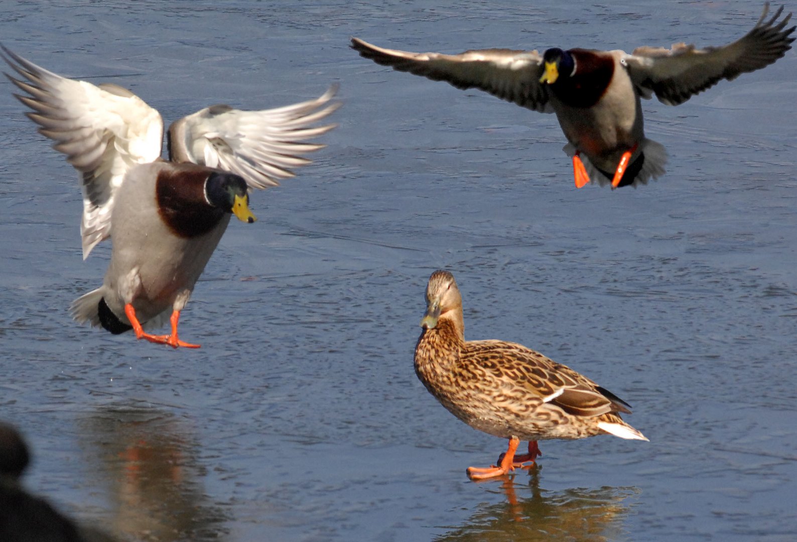 ---als der Frühling im "Anflug" war ---