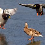 ---als der Frühling im "Anflug" war ---