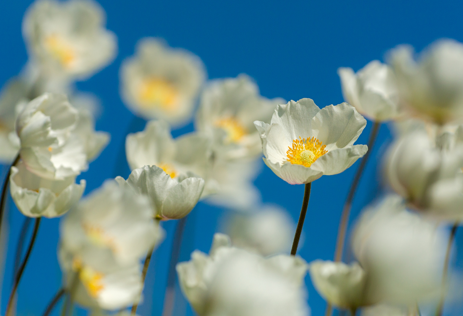 Als der Frühling kurz .....