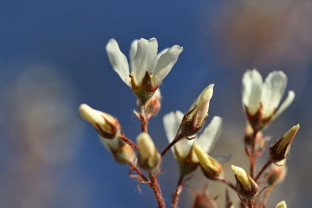 als der Frühling noch Frühling war...