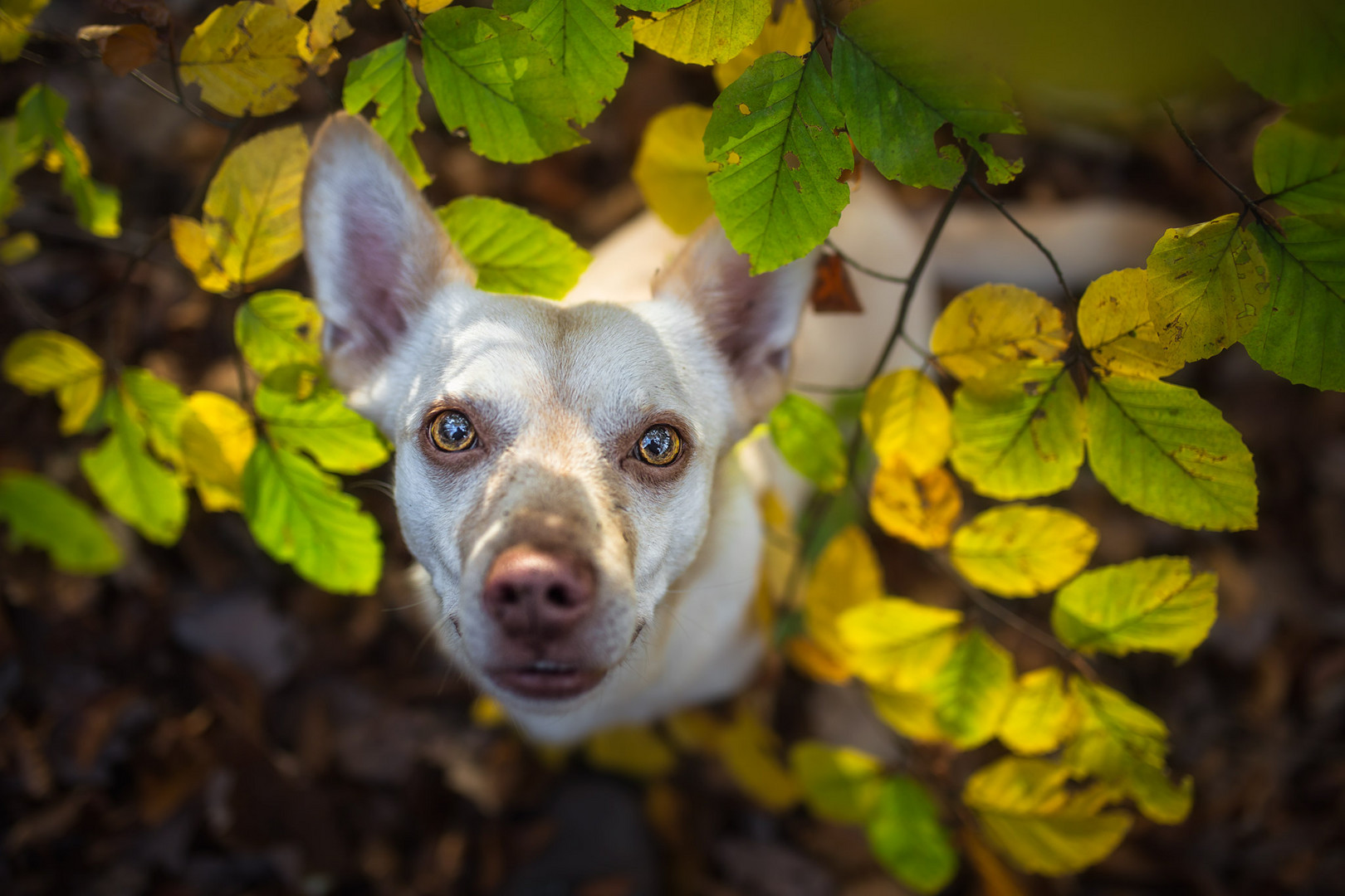 ... als der Herbst ...