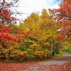 Als der Herbst noch am schönsten war.....