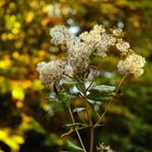 Als der Herbst noch blühte (Teil 3), die letzte Pusteblume 2013