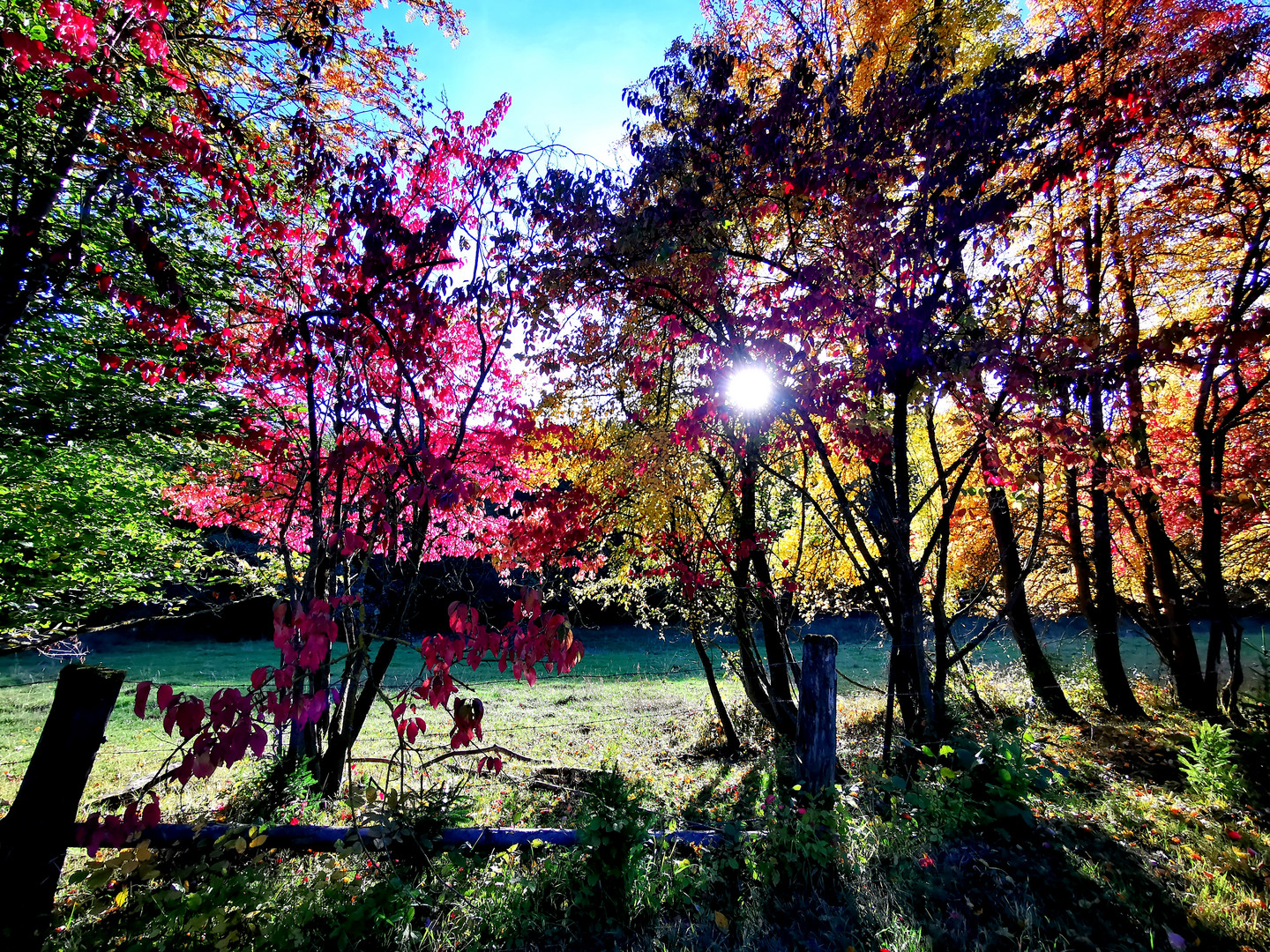 Als der Herbst noch bunt war