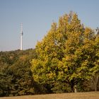 Als der Herbst noch golden war