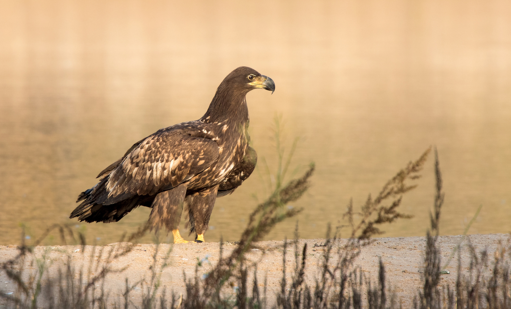 Als der junge Seeadler...