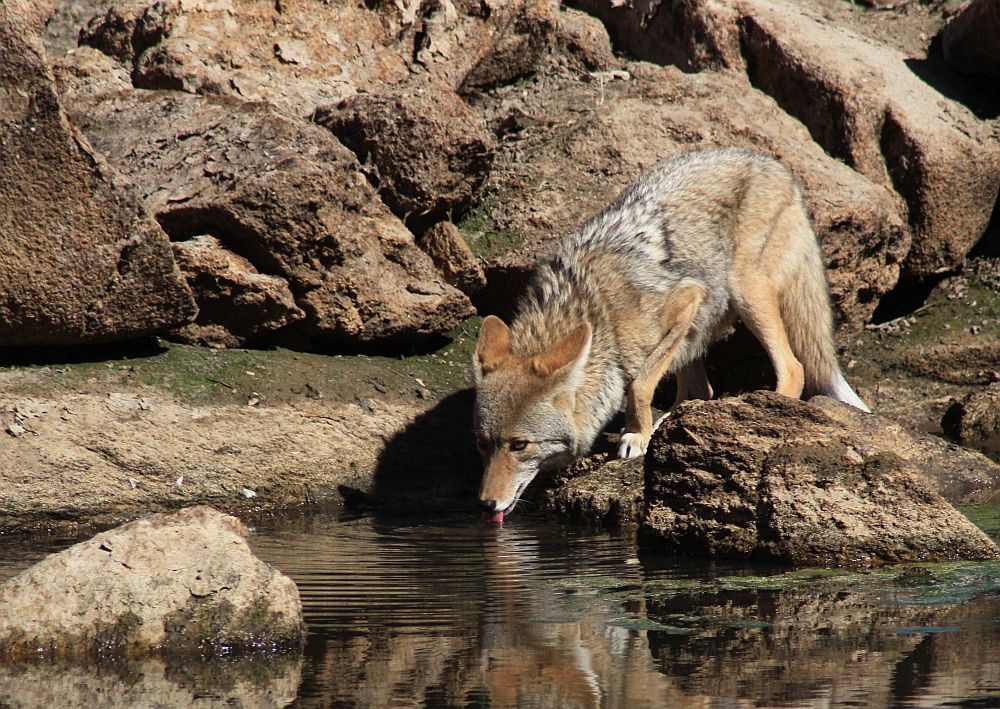 Als der "kleine Wolf", Steppenwolf oder Präriewolf...