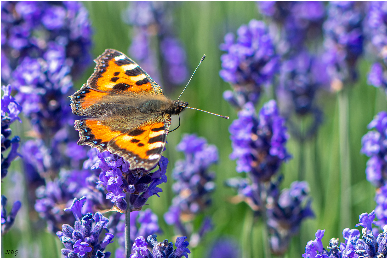 Als der Lavendel ...