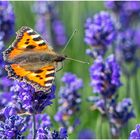 Als der Lavendel ...