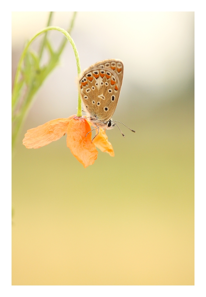 "als der Mohn noch blühte "