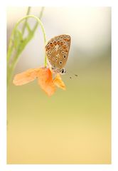 "als der Mohn noch blühte "