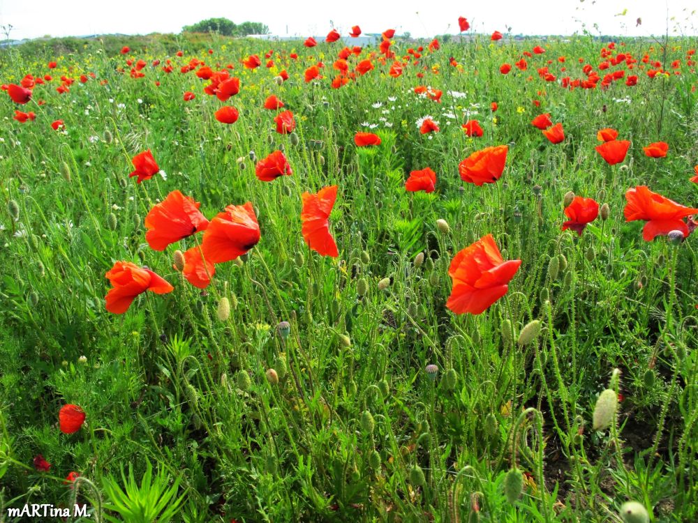 Als der Mohn noch blühte...