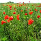 Als der Mohn noch blühte...