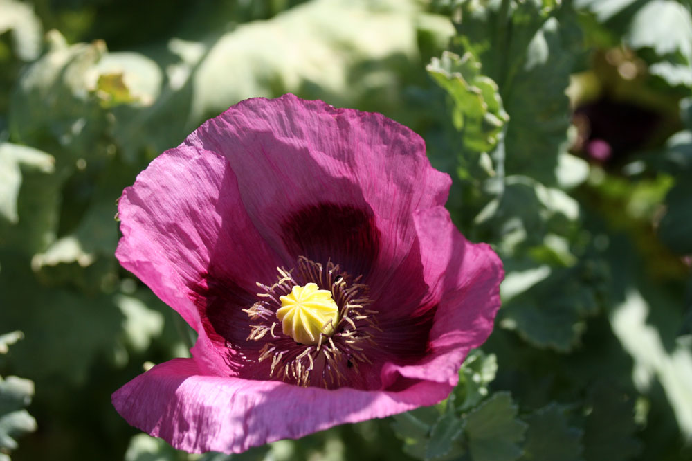 als der Mohn noch blühte