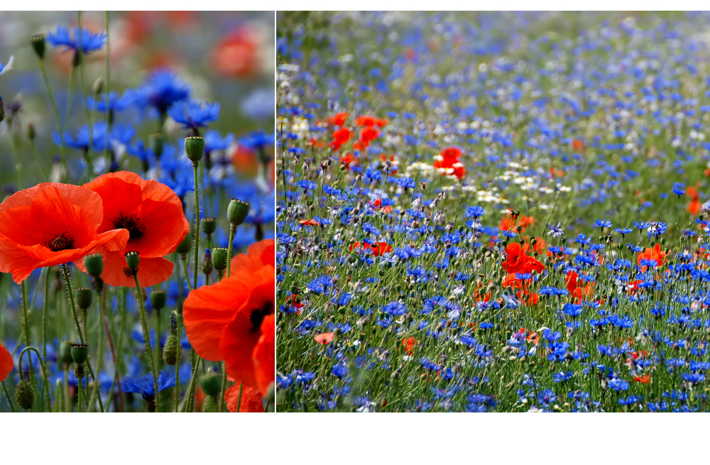 ...als der Mohn noch blühte