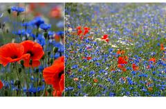 ...als der Mohn noch blühte