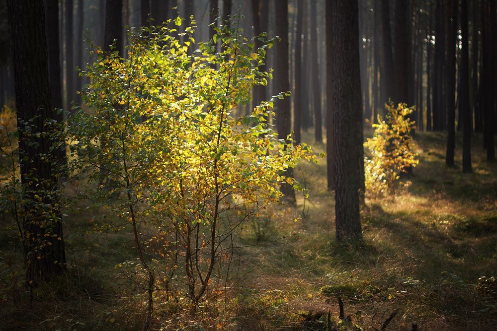 als der Oktober noch golden war ...