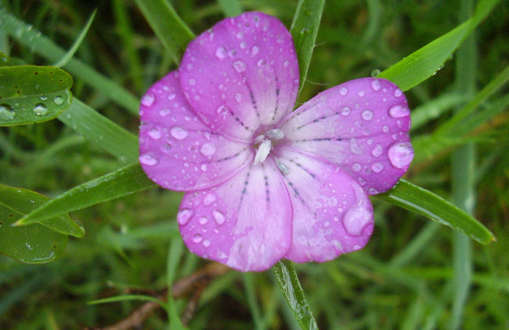 Als der Regen ging