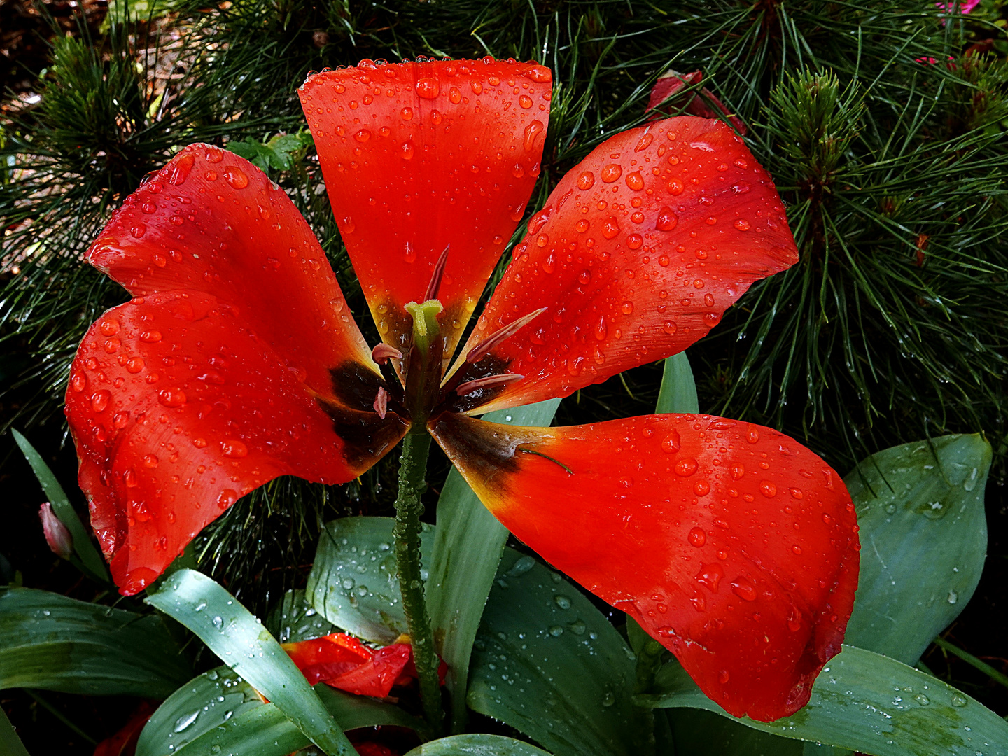 als der Regen kam, war es vorbei