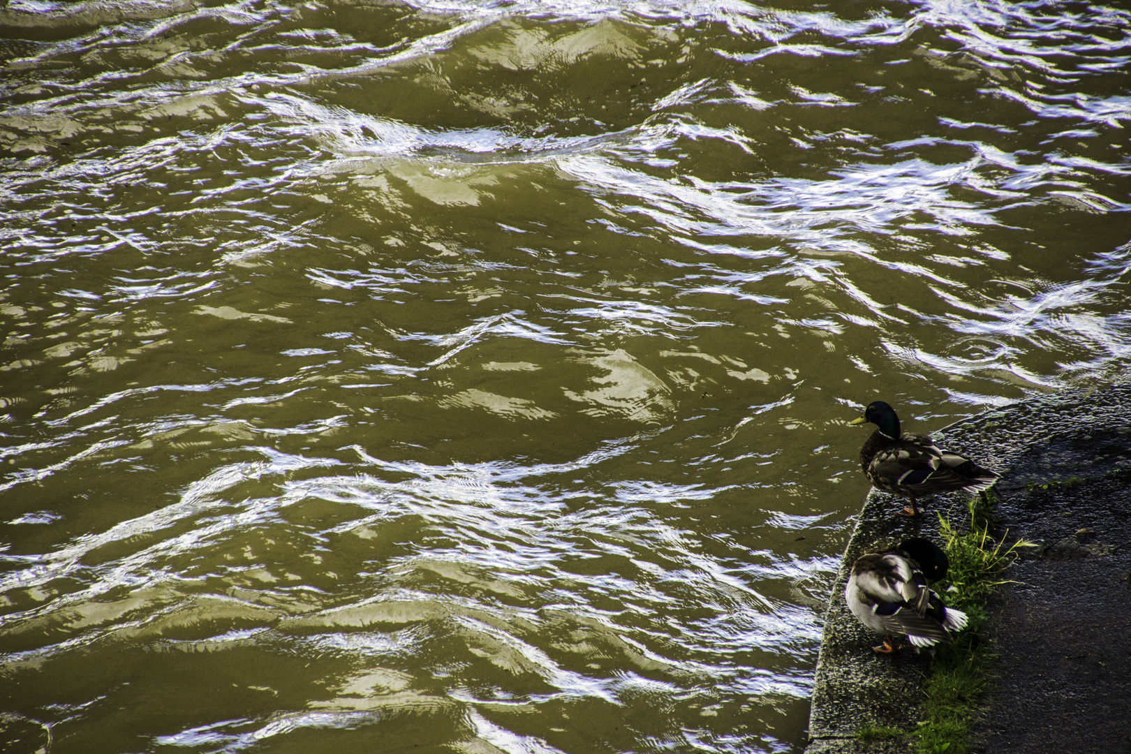 Als der Rhein Hochwasser hatte