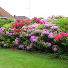 Als der Rhododendron noch blühte