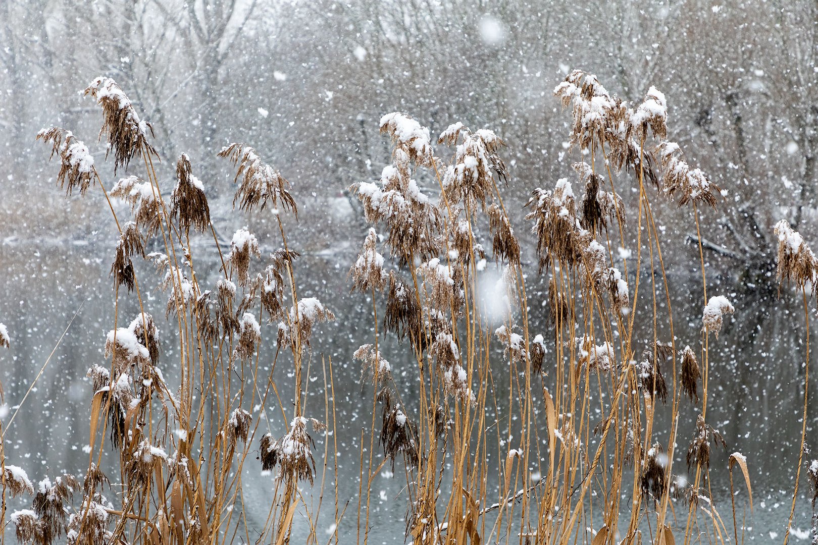 Als der Schnee in Köln war