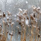 Als der Schnee in Köln war