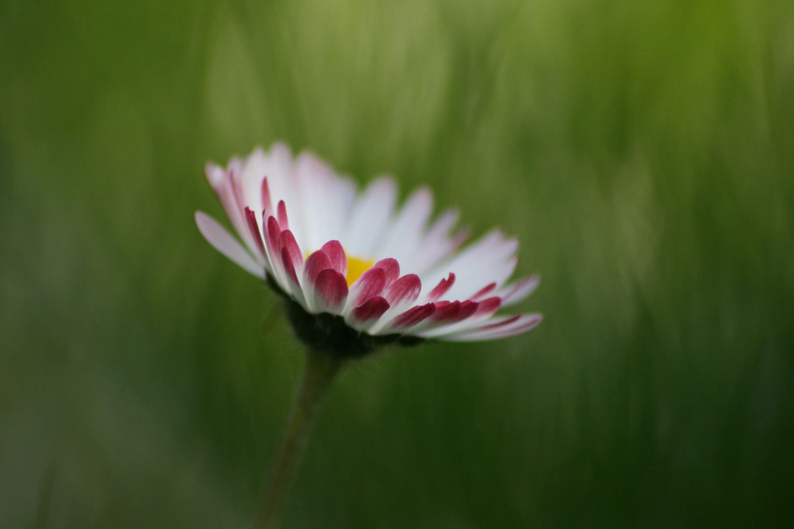 ...als der sommer kam... eine erinnerung