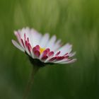 ...als der sommer kam... eine erinnerung