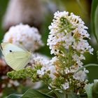 ~~ Als der Sommerflieder noch blühte ~~