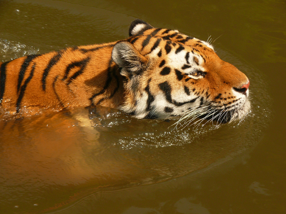 Als der Tiger sein Seepferdchen machte...