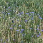 Als der Weizen noch in Blüten stand.......