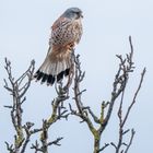 "ALS DER WIND SEHR WEHTE"