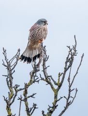 "ALS DER WIND SEHR WEHTE"