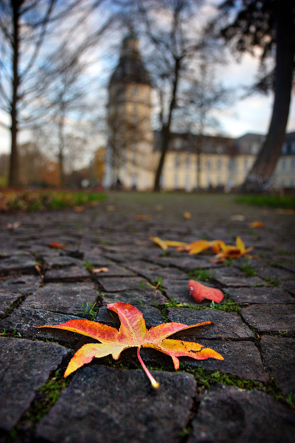 als die Blätter noch bunt waren