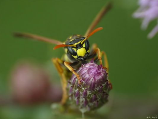 Als die Disteln blühten ...