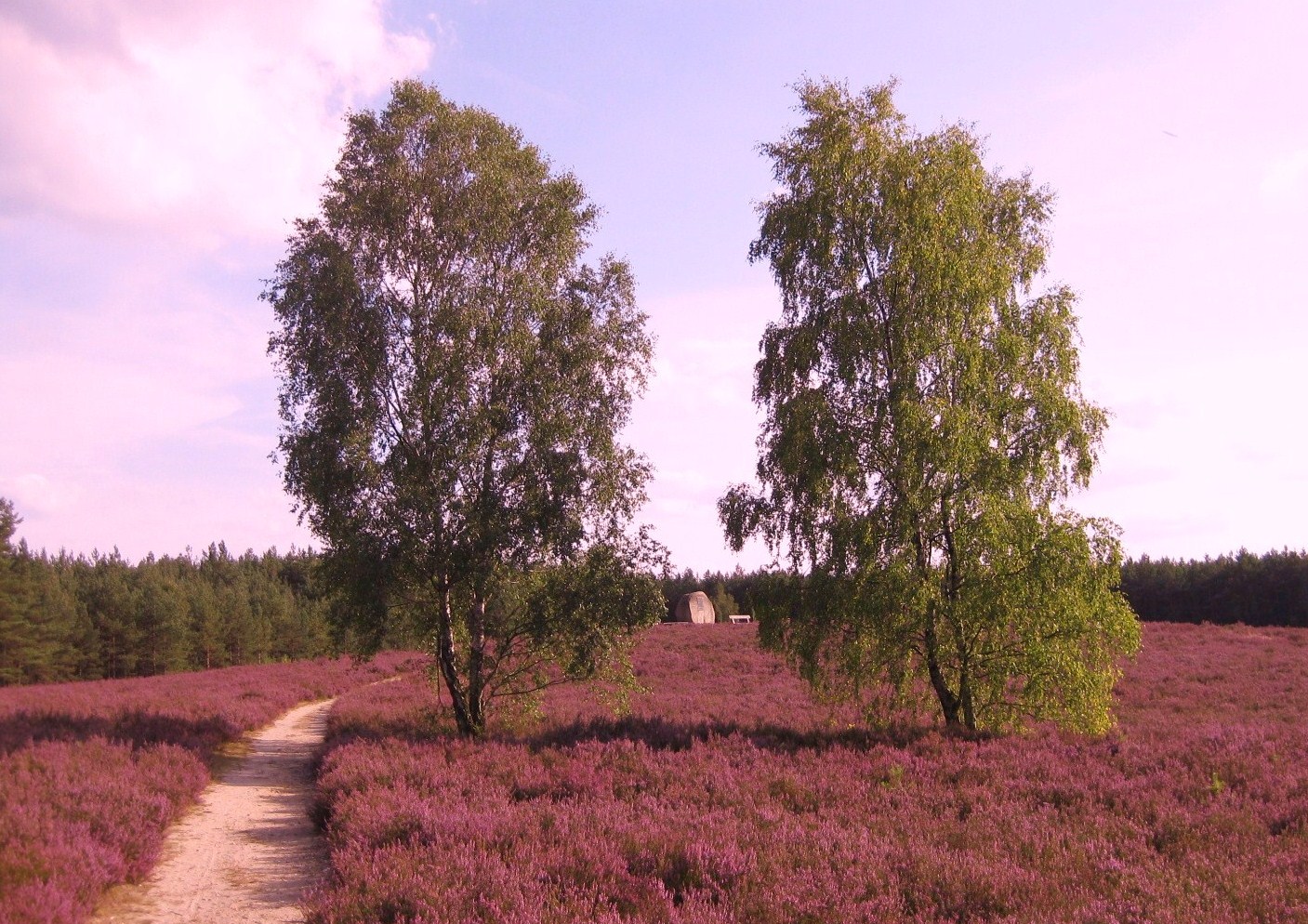 Als die Heide noch blühte