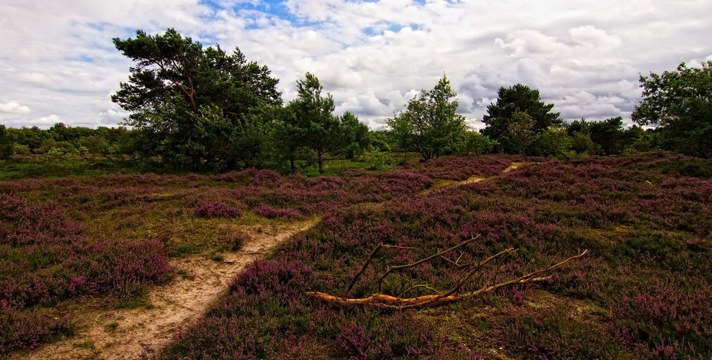 Als die Heide noch blühte ....