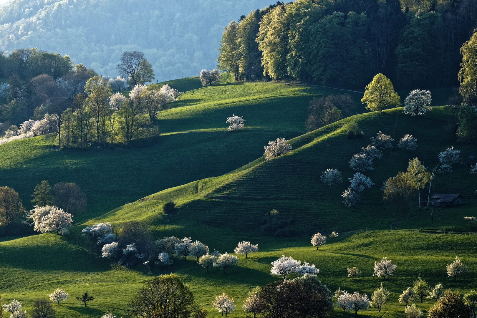 Als die Kirschen blühten