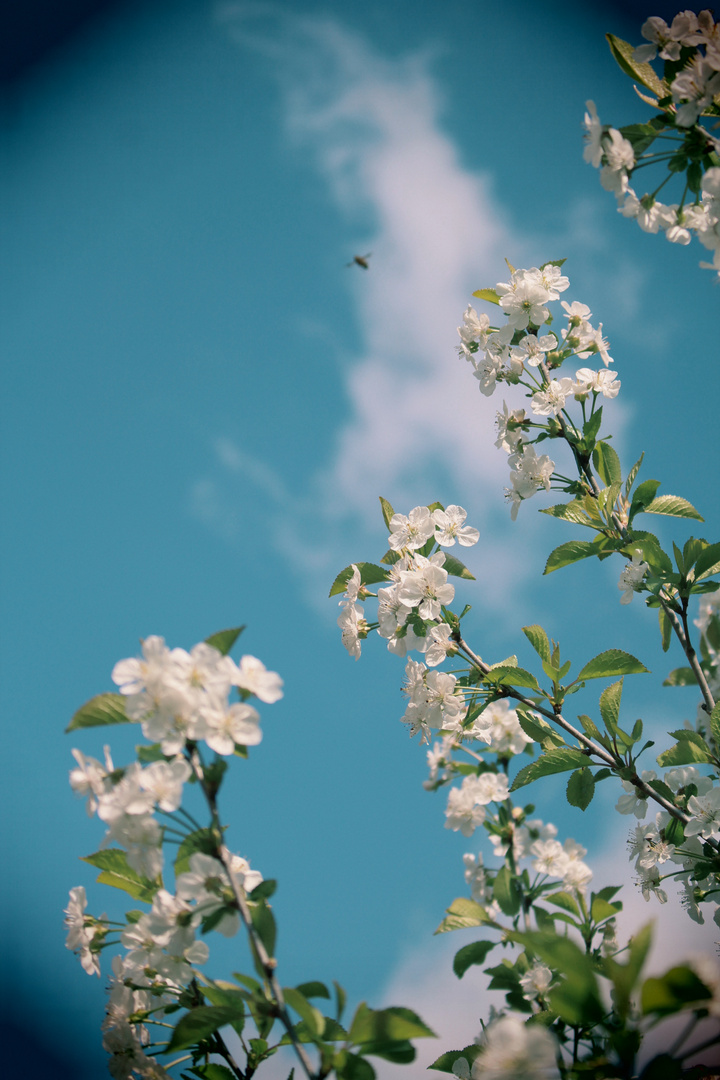 Als die Kirschen noch blüten . . .