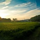 Als die Sonne das Feld küsste