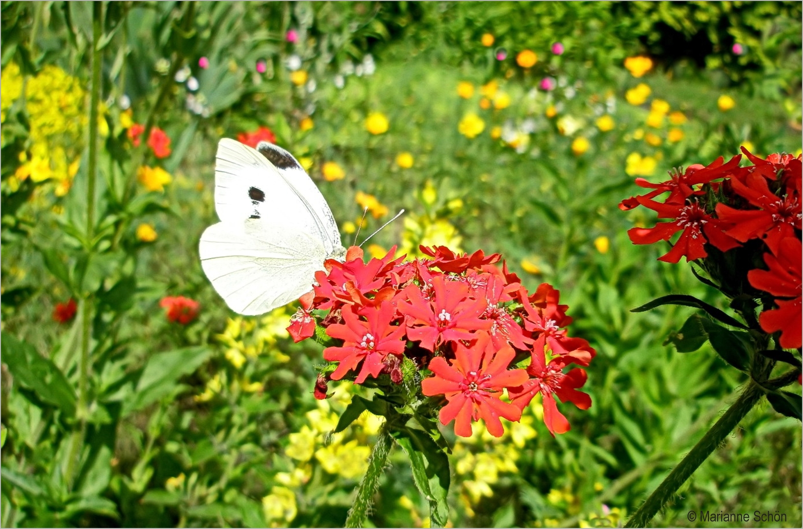 Als die Wiesen bunt waren...