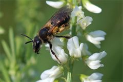 Als die wilden Bienen noch fleißig waren..