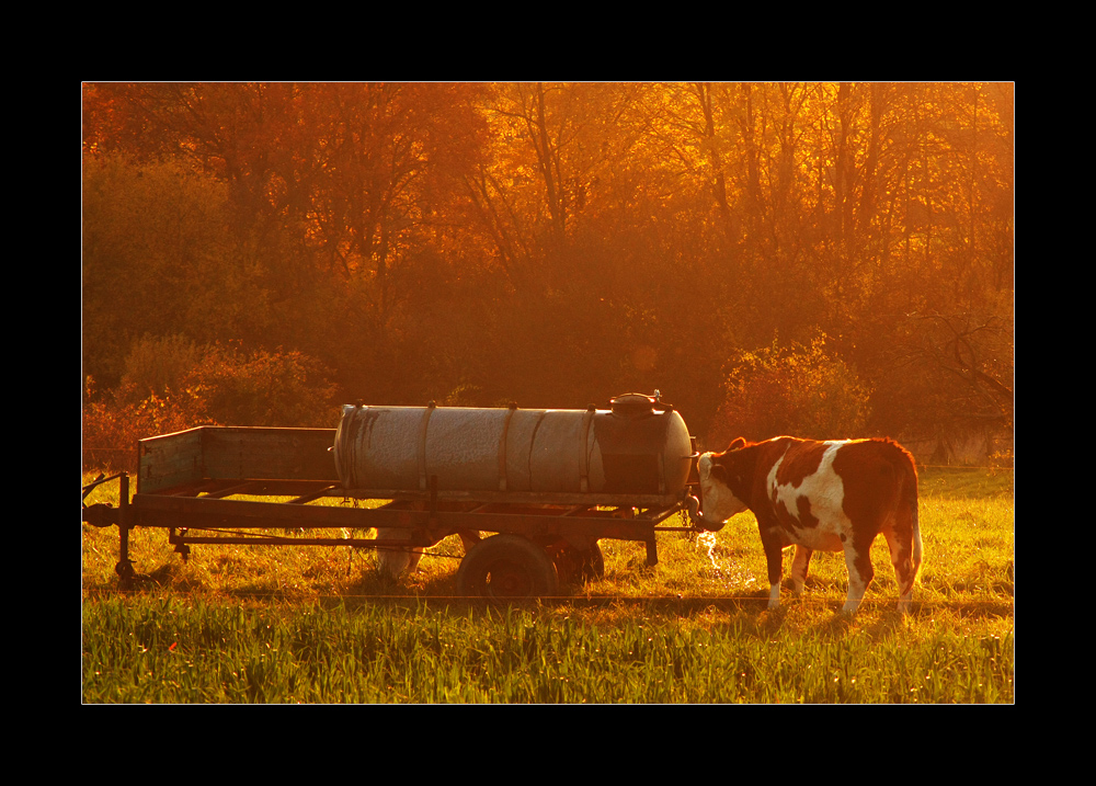 als eine Kuh im herbstlichen Abendlicht Dorscht bekam