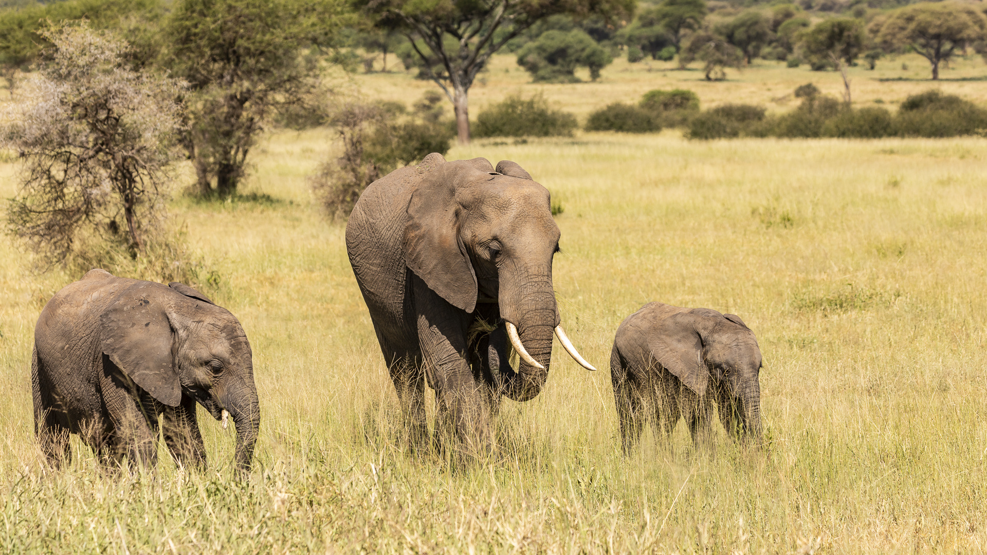 Als Elefantennationalpark...