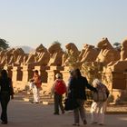 Als Entschädigung für die Falschbenennung vom Tempel in Edfu, hier nochmal die vielen Widder!