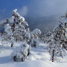 Als erster durch frisch gefallenen Schnee laufen ....