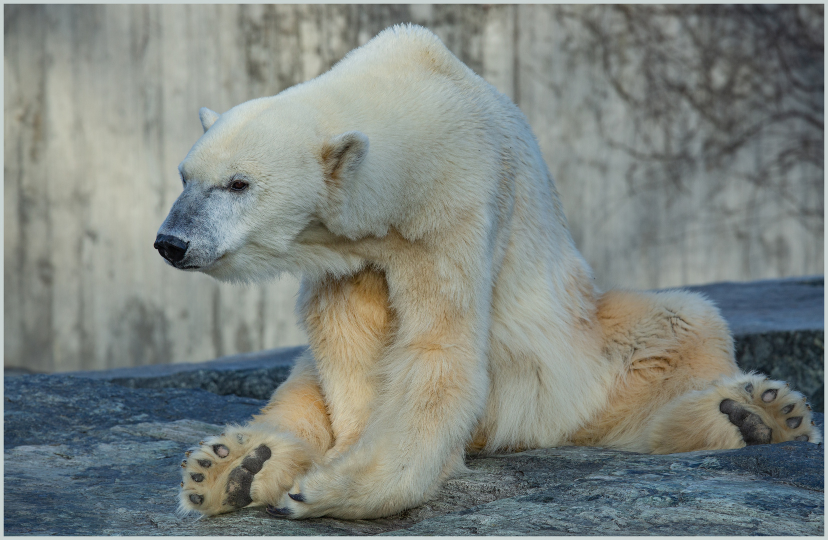 Als es den Eisbär-Star noch gab